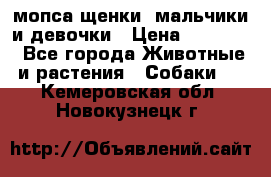 мопса щенки -мальчики и девочки › Цена ­ 25 000 - Все города Животные и растения » Собаки   . Кемеровская обл.,Новокузнецк г.